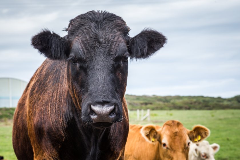BVD is a viral infection of cattle, which can cause a variety of health issues