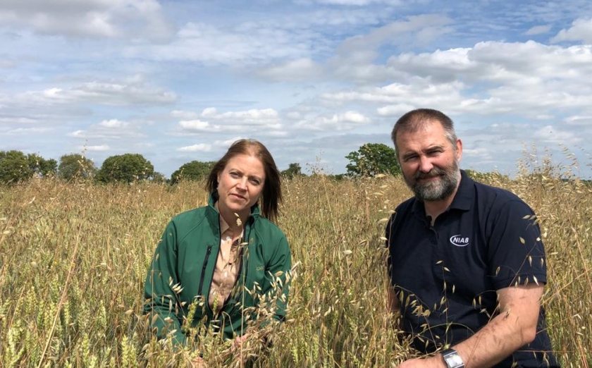 Testing will show whether herbicide resistance is present (Photo: Ruth Stanley/John Cussans)