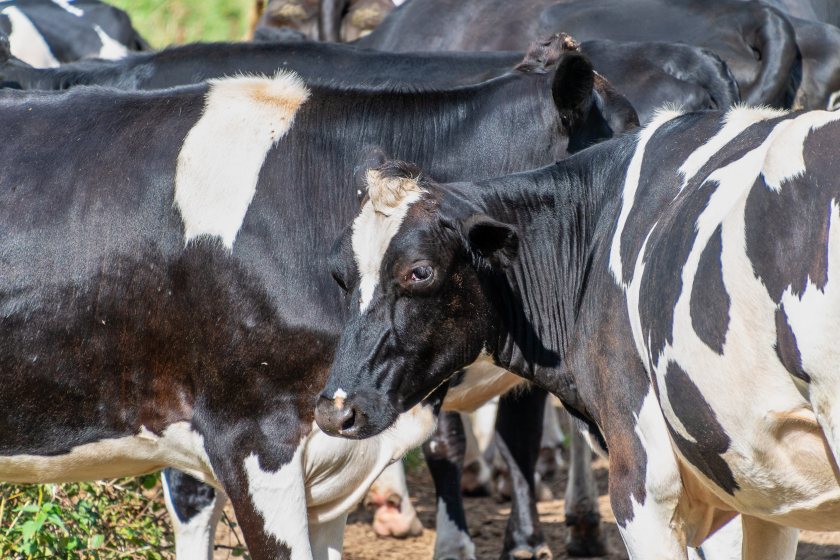 It is not known how much Dorset Council paid for the farm