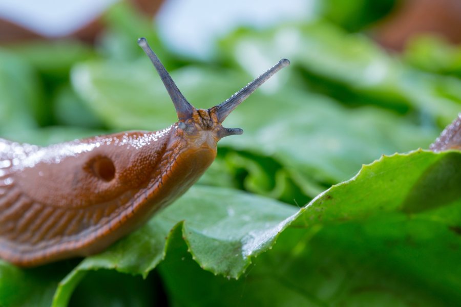 SLIMERS, a £2.6m Defra-funded project, aims to reduce reliance on pellet usage