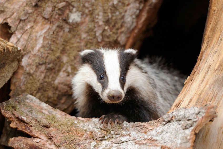 Steve Reed said an immediate end to the badger cull would send “shocks into the system”