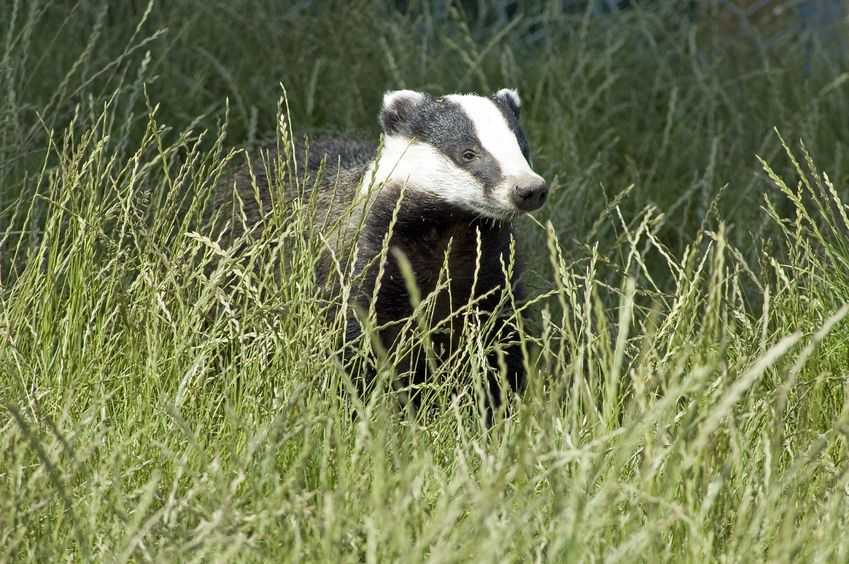 Supplementary licences for badgers to be culled have been given approval for 17 existing and nine new zones