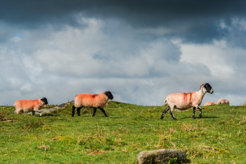 Tenant farmers want to see the government drive forward the recommendations from the Rock Review as a priority