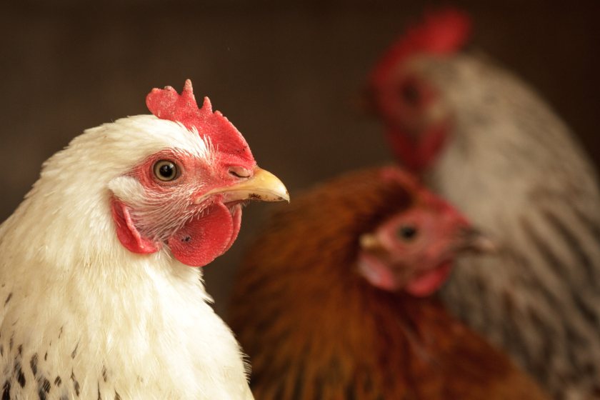 The application for the poultry farm was approved by Shropshire Council in May