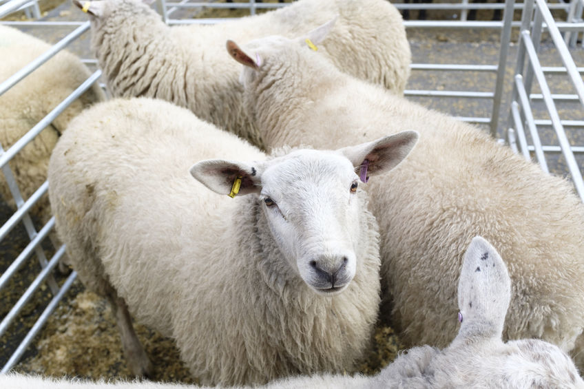 In total, there were 6.1 million sheep and lambs slaughtered at UK abattoirs up until June