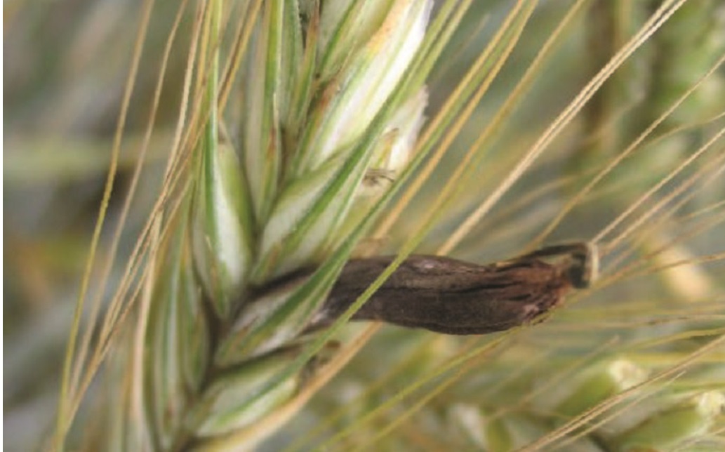 Ergot, which can affect wheat, barley, rye, triticale and oats, is particularly toxic (Photo: AHDB)