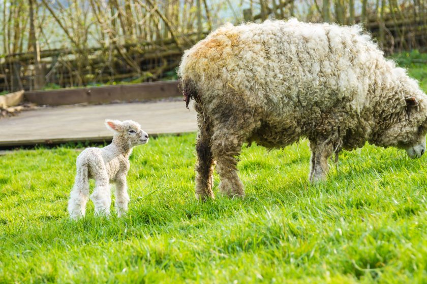 Farm animals worth £2.4 million were severely injured and killed by dog attacks in 2022