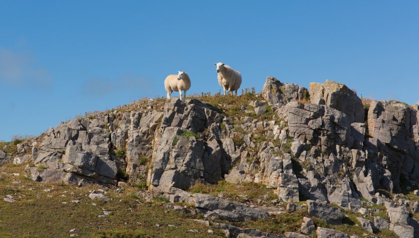 Family farms in Wales face 'irreparable damage' if numbers dwindle further, HCC warns