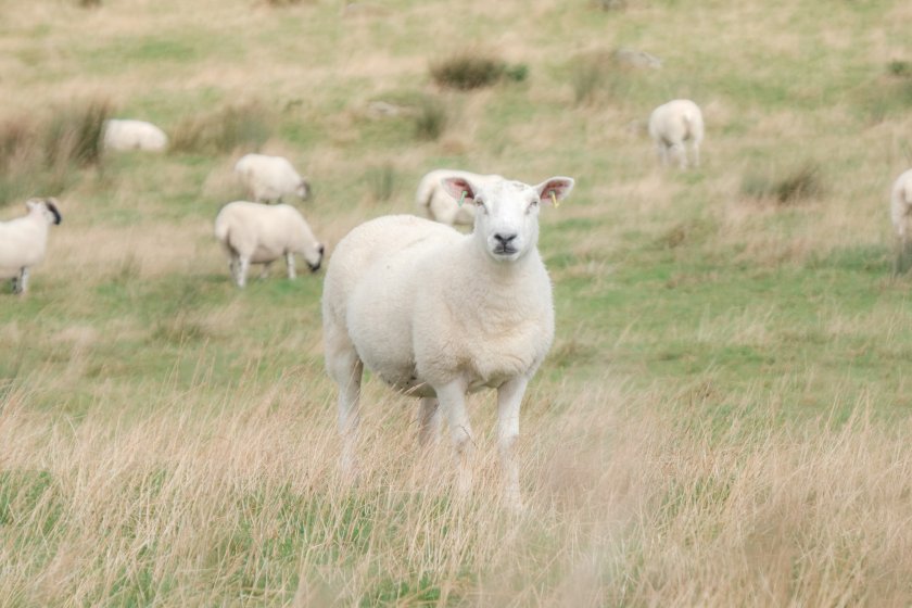 Iceberg diseases of sheep bring a variety of health, welfare and economic consequences