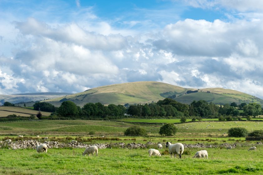 The UK approach to farming sheep aligns with sustainable, regenerative interests, the report states