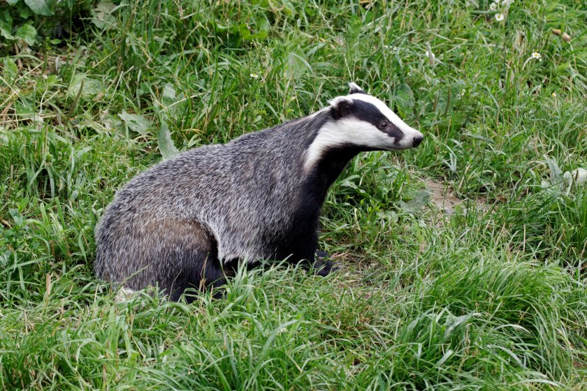 Researchers are calling on the government to support further evaluations of community-led badger vaccination