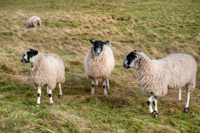 The next delivery of vaccine was anticipated at the end of August, but this has now been delayed until October