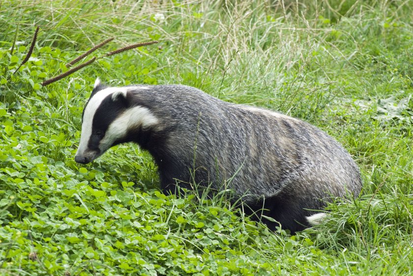 Wild Justice and Badger Trust have applied for judicial review of Natural England’s decision to issue the licences