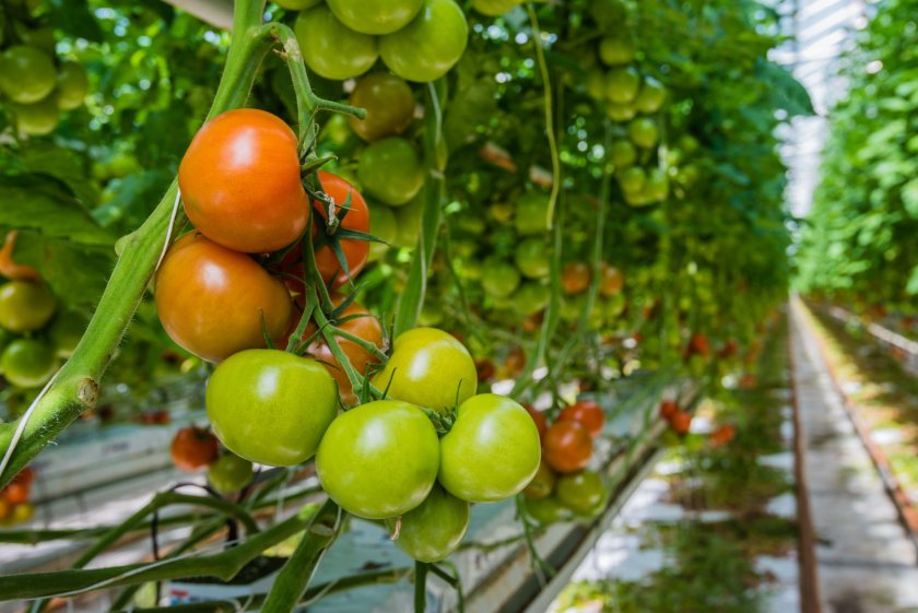 The British Tomato Growers’ Association has called for an assured, fast-track process for tomato seed