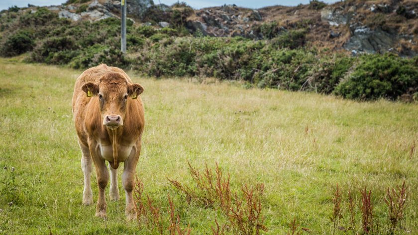 The project aims to boost the profitability and sustainability of the Welsh beef sector, according to HCC