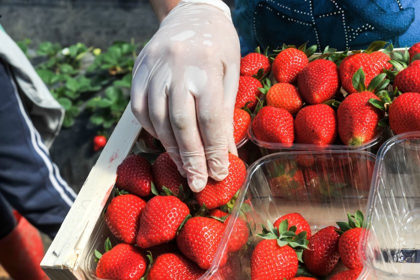 British Berry Growers said the new auditing changes were "simply unsustainable"