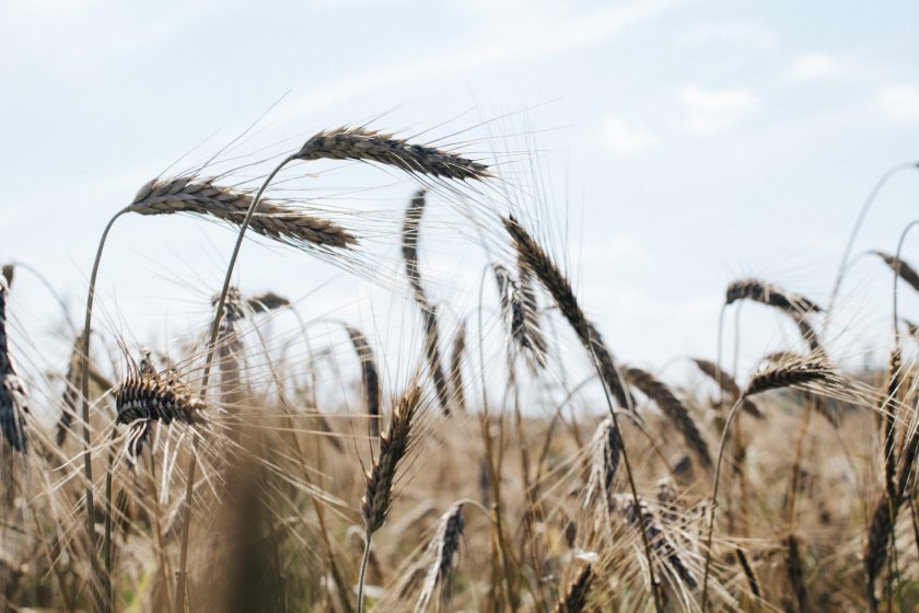 The project is trialling the production and processing of precision-bred crops