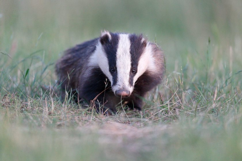 Since 2013, the government has permitted the culling of badgers across certain parts of England