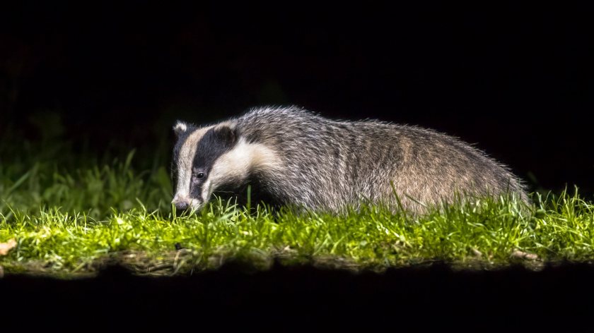 Labour says it will end the badger cull with its new TB eradication strategy  