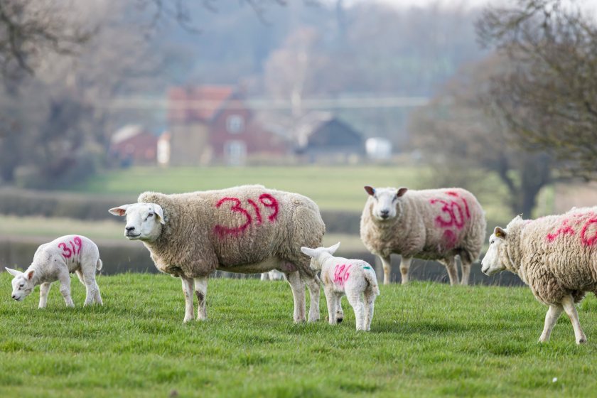 A bluetongue virus restricted zone has been declared in Norfolk and Suffolk