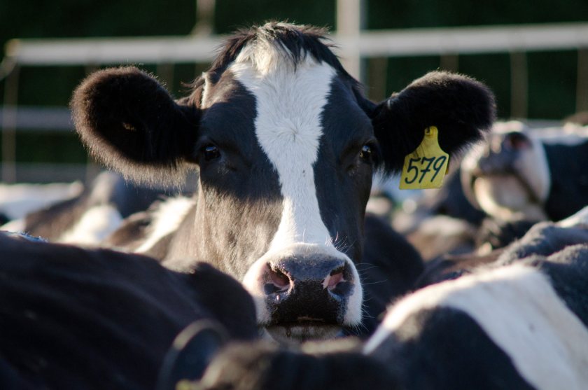 The award aims to raise the profile of the Welsh dairy industry and those who work within it