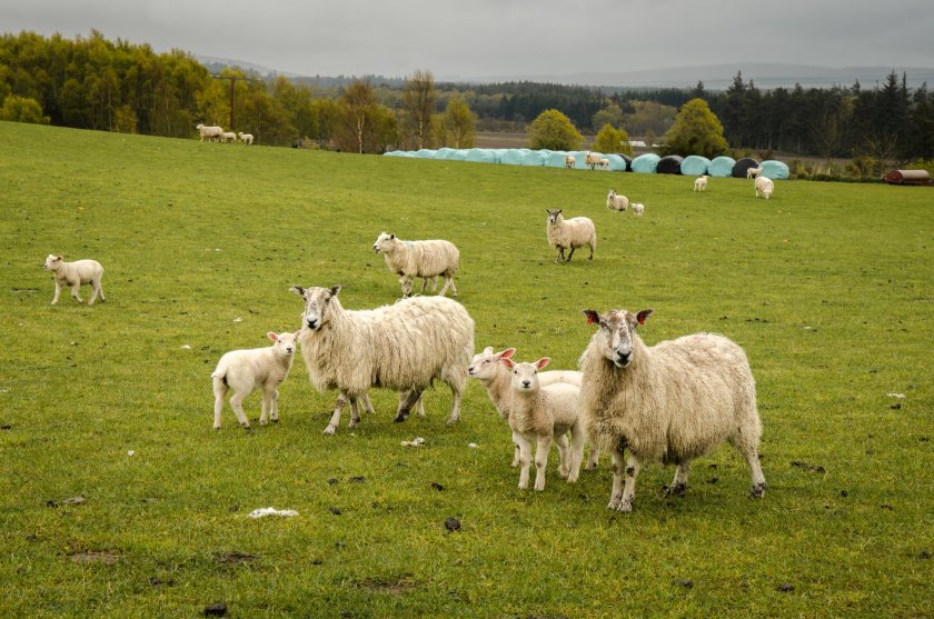 Farmers can donate the value of store, prime and breeding lambs, cull and breeding ewes and tups to the Lamb Bank