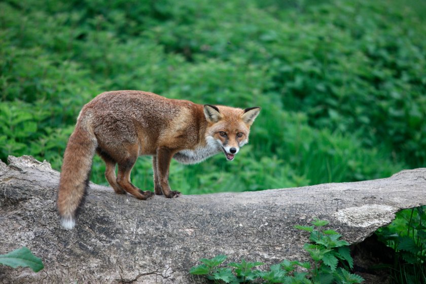 The results suggest that foxes remain the most likely culprit for lamb predation where it occurs on Scottish farms