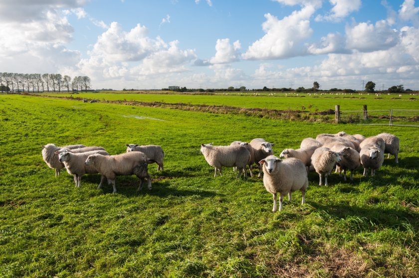 There have now been dozens of confirmed bluetongue cases on farms across the East of England