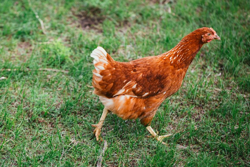 Defra says registering birds is important in the prevention and control of notifiable disease outbreaks