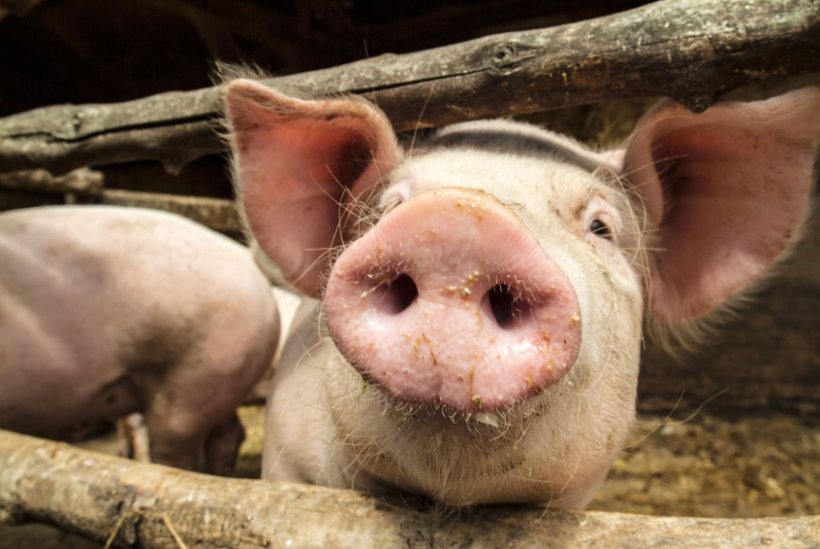 The English pig herd has contracted to the lowest number on record