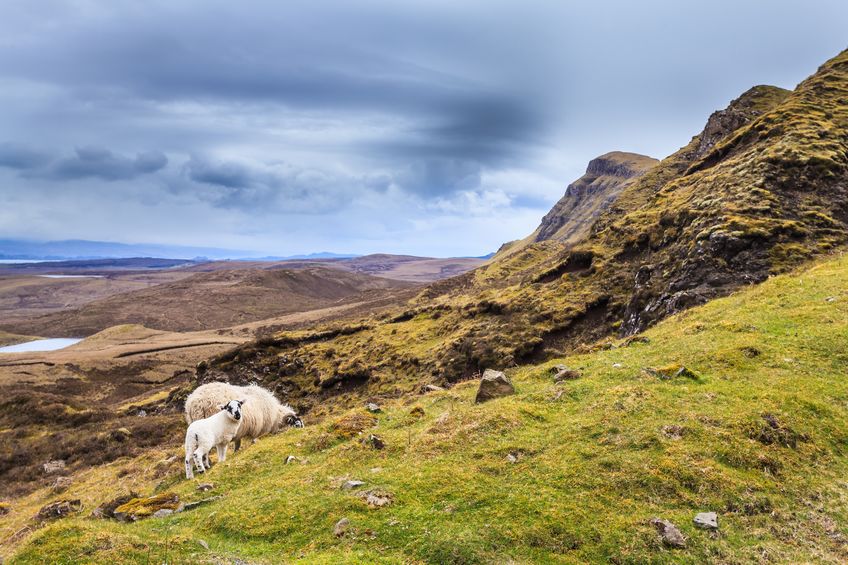 The scheme was launched in 2016 to support sheep producers in the most fragile and remote parts of Scotland