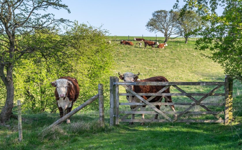 Bluetongue virus has been detected in a single bull on a farm near Withernsea, East Yorkshire