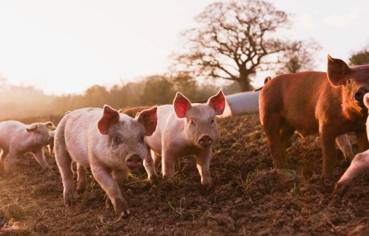 Researchers plan to engage directly with pig producers to ensure the vaccine meets their requirements