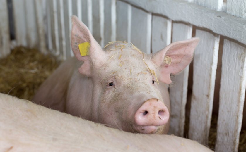 Pig prices have fallen to their lowest level in 18 months