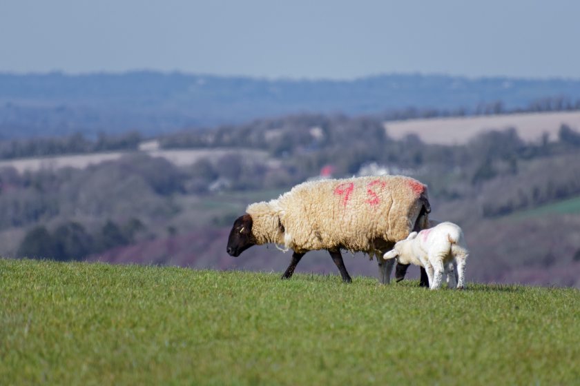 The sheep sector is preparing for potential new rules from the Labour government