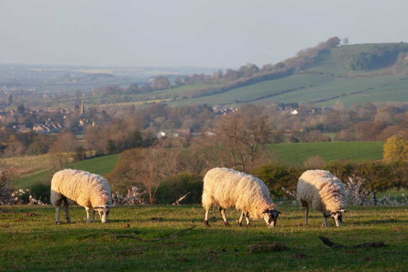 Farmers across the UK have reported an increase in both small and large scale livestock thefts