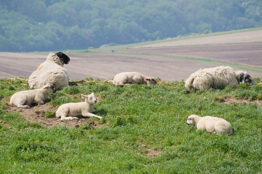 Essex is the latest county to be impacted by bluetongue virus, joining Norfolk, Suffolk and East Yorkshire