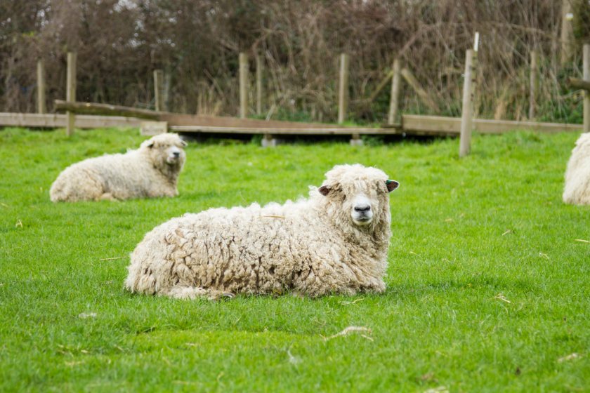 Suspicion of bluetongue in animals in England must be reported to the Animal and Plant Health Agency