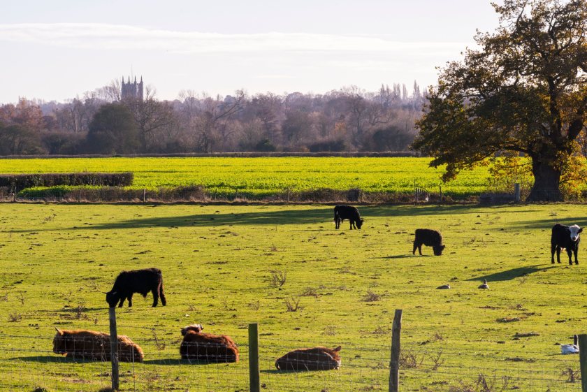 Missing the 1 January 2025 deadline could cause the UK to lose its £522m-worth beef export market to the EU