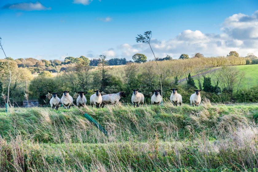 A total of six counties across England have now recorded BTV-3 cases