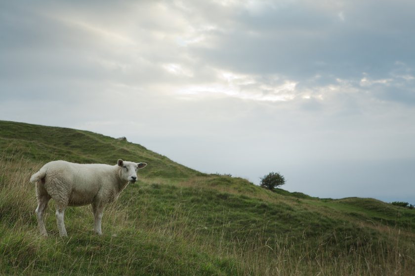 A total of 50 premises have now been affected by bluetongue virus since late August