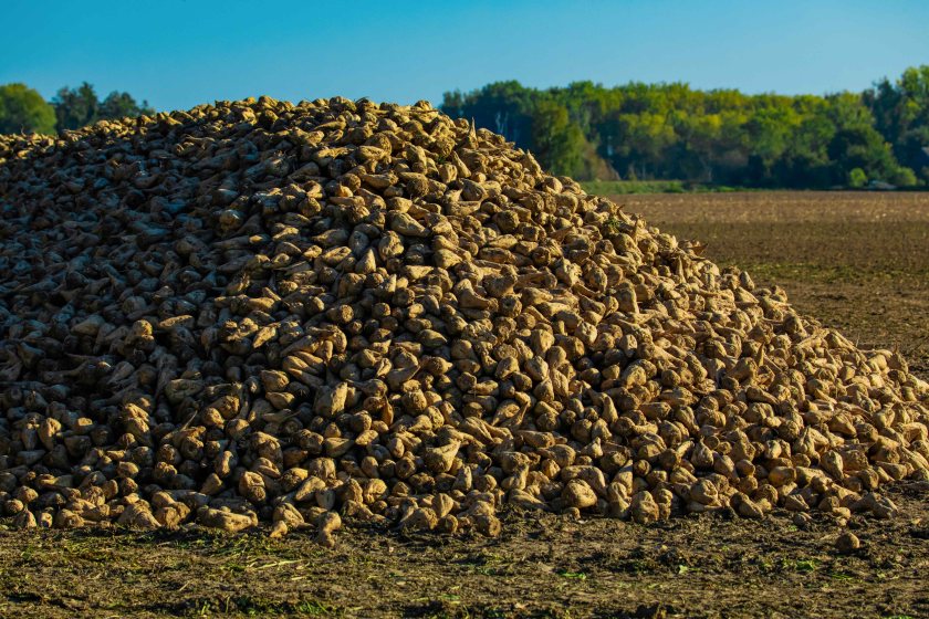 Sugar beet feed has been shown to carry a significantly lower carbon footprint