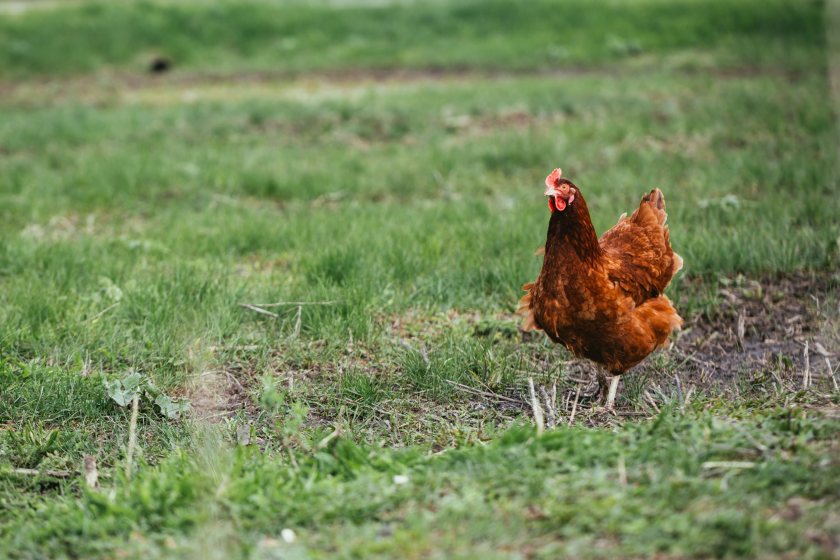 Defra says registering birds is important in the prevention and control of notifiable avian disease outbreaks