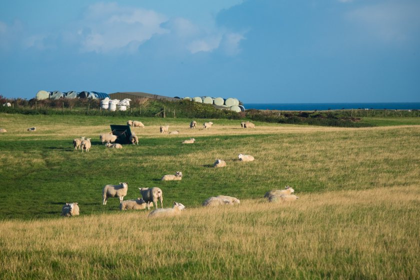 Irish farm leaders have called for an immediate halt to livestock imports until bluetongue cases subside