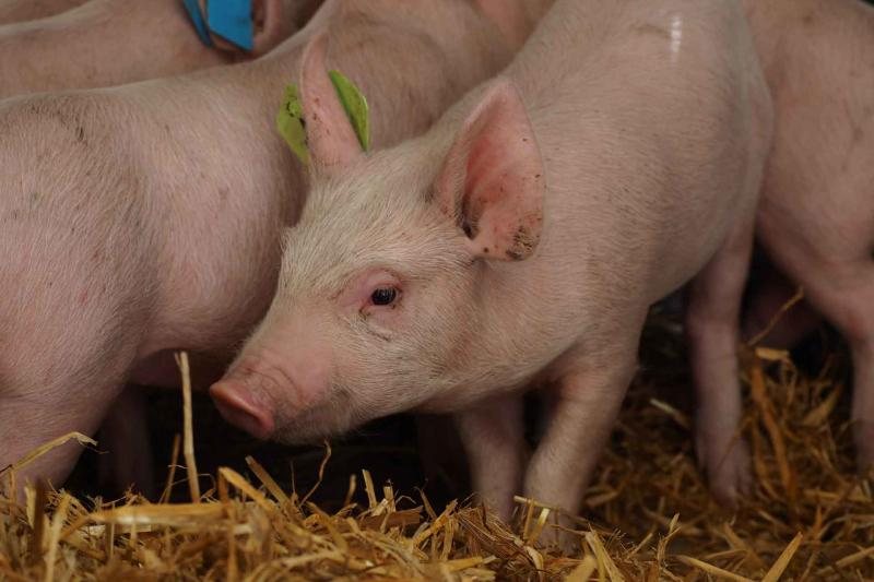 Researchers hope the new findings will provide future insight into viral diseases that infect pigs