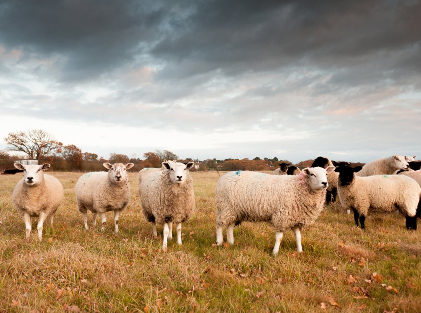 Farmers have been given new bluetongue advice by Sustainable Control of Parasites (SCOPS)