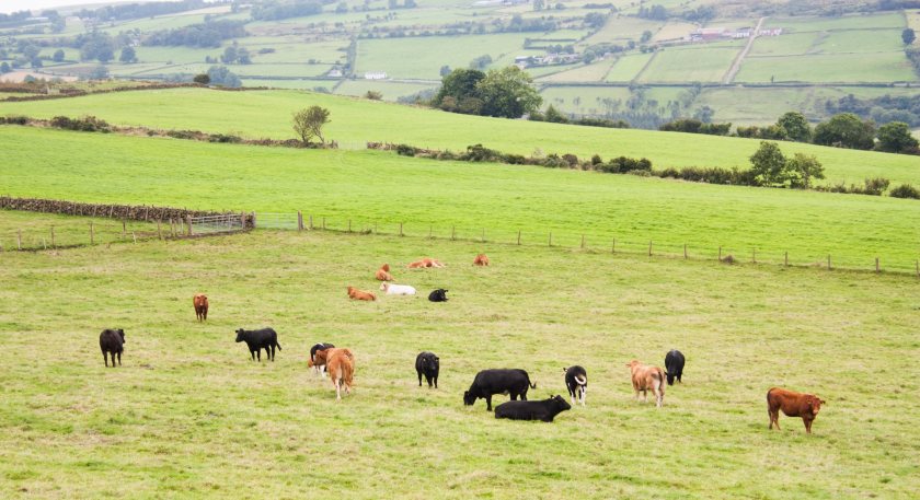 The BCR is a new payment scheme for beef farmers in Northern Ireland