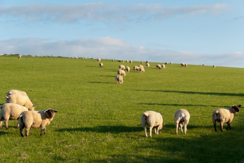 A total of 95 farms across England have now reported an outbreak of the disease since late August