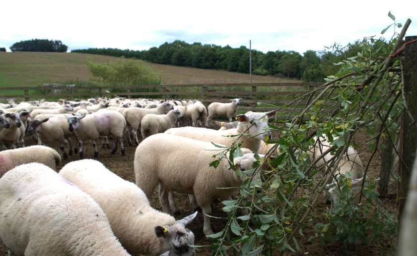 The field lab is looking at whether cobalt-rich willow trees can prevent deficiency in weaned lambs