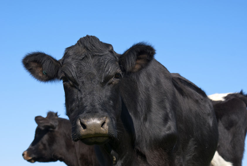 Prime cattle prices surged to unprecedented levels at start of September 2024